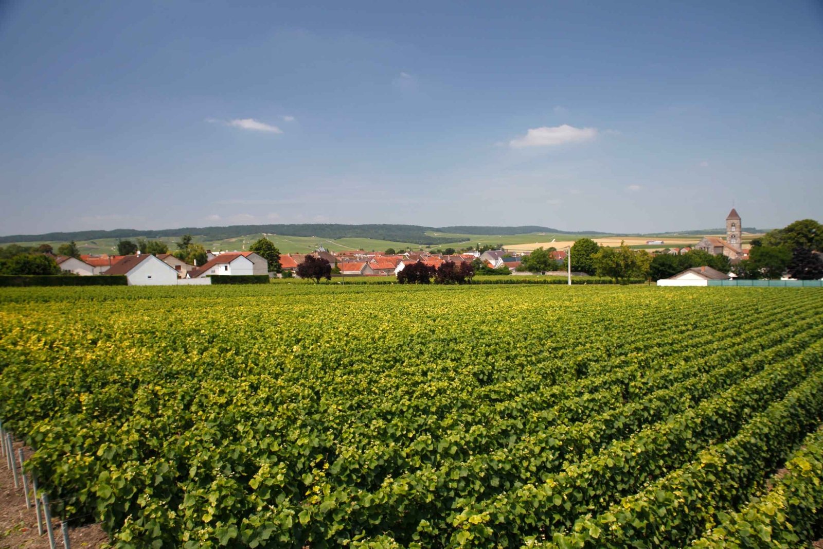 Détail d'une grappe de raisin Meunier, dans nos vignes sur notre parcelle située à Épernay